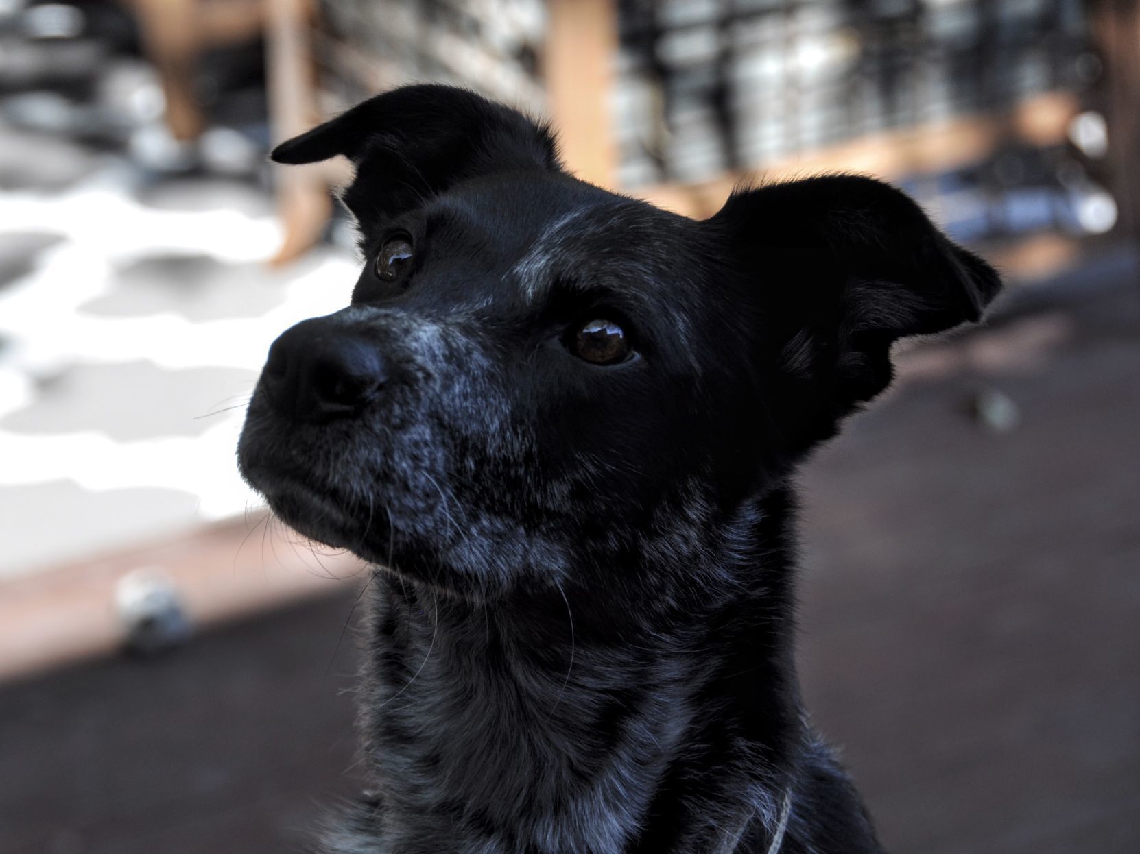 Pic of the Litter: Maya